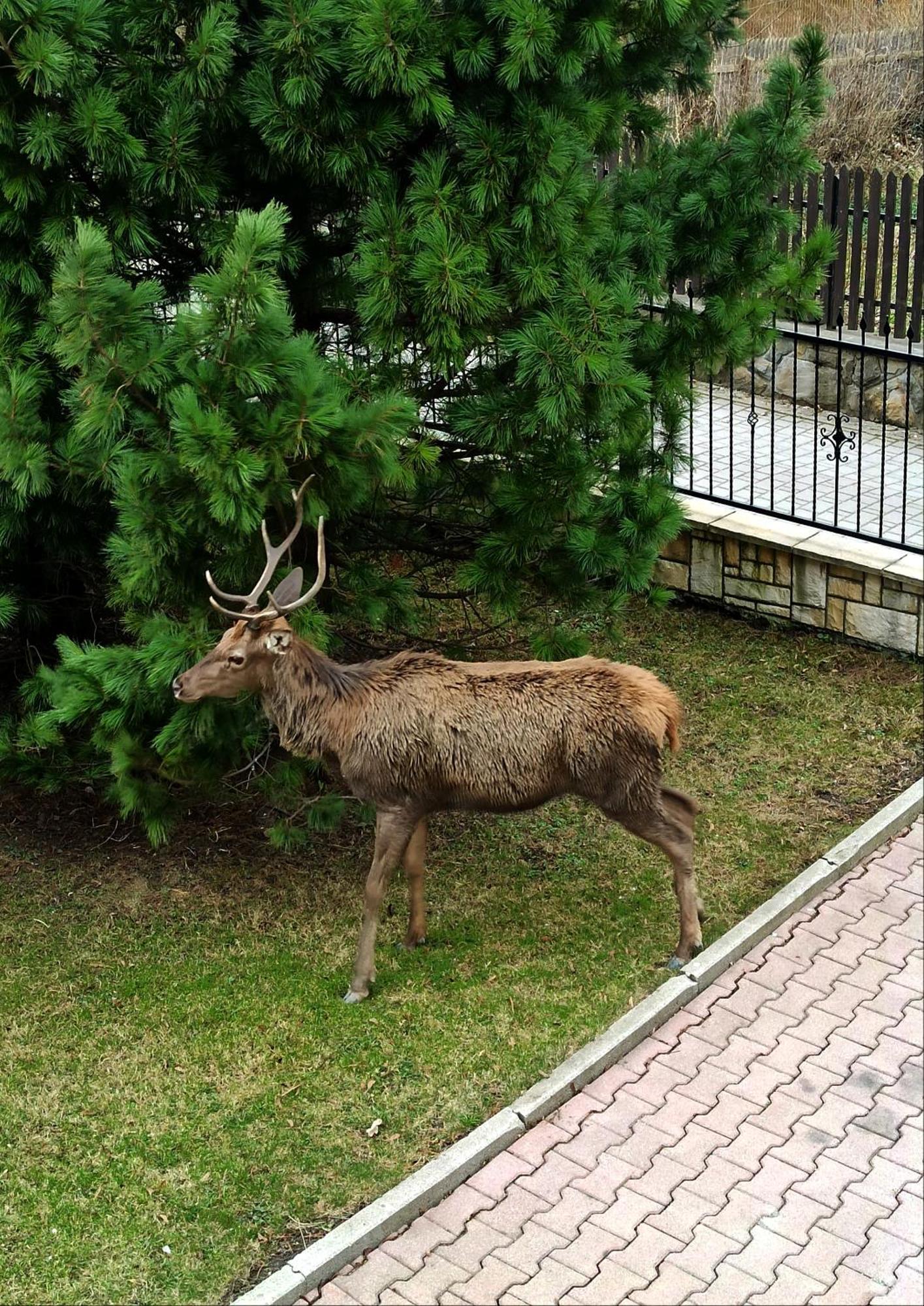 Ania Wynajem Pokoi Zakopane